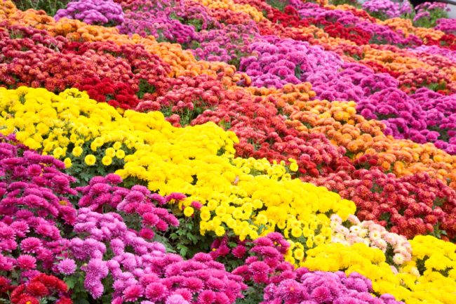 chrysanthemum flower-bad