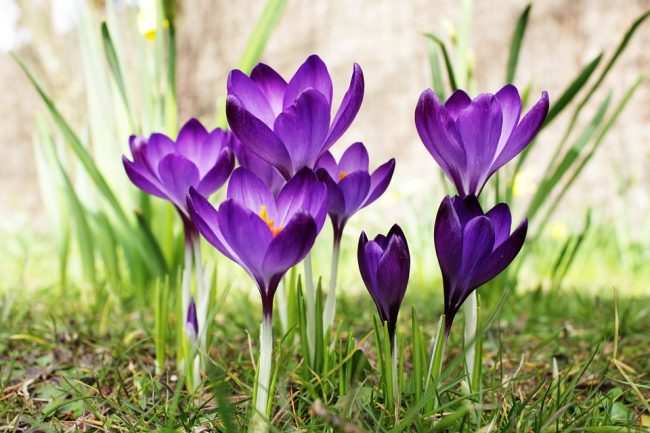 crocus-4012433_960_720