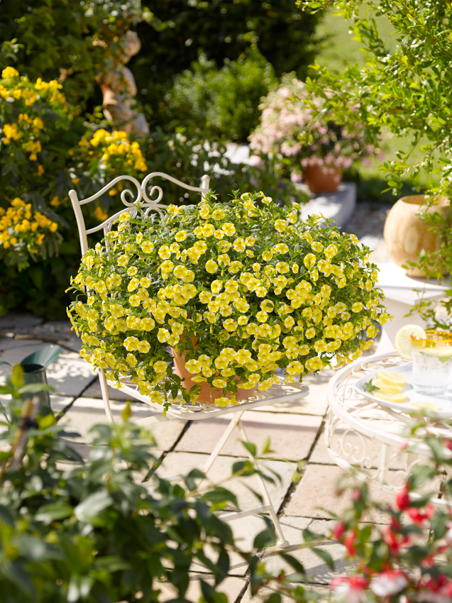 Calibrachoa Superbells „Lemon Slice“