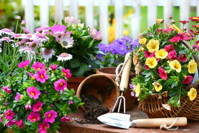Balkonblumen