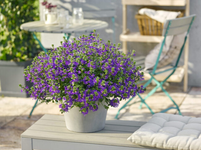 Scaevola Surdiva Deep Violet Blue
