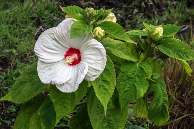 Marsh hibiscus
