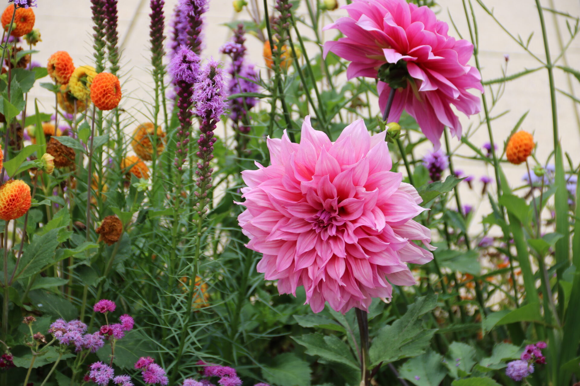 Bunte Blumen blühen im Garten